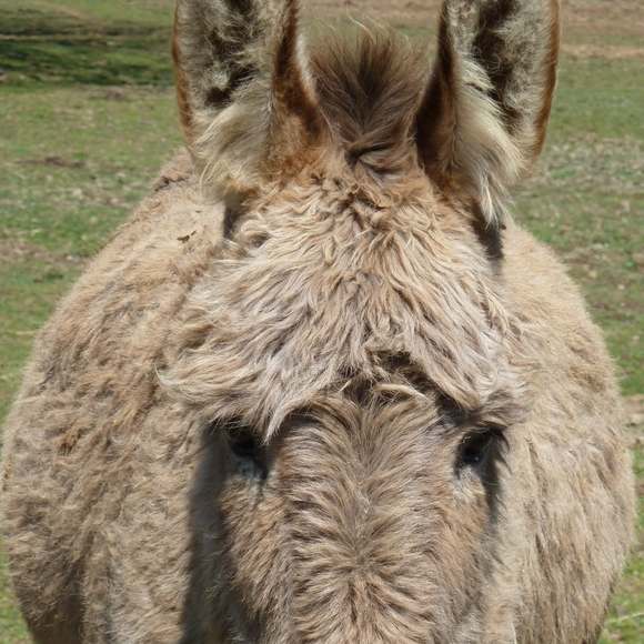 egatopardo